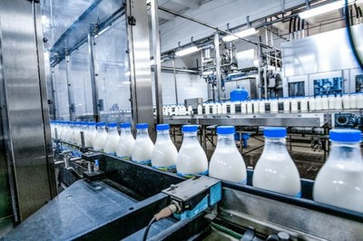 乳制品生產過程中蠟樣芽孢桿菌污染怎么解決?